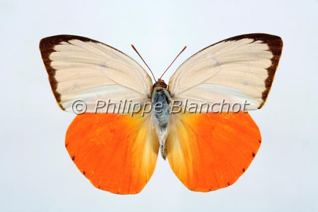 catopsilia scylla.JPG - Catopsilia scyllaOrange EmigrantLepidoptera, PieridaePhilippines